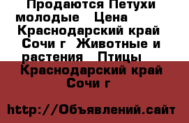  Продаются Петухи молодые › Цена ­ 500 - Краснодарский край, Сочи г. Животные и растения » Птицы   . Краснодарский край,Сочи г.